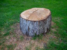 Best Tree Cabling and Bracing  in Bargersville, IN