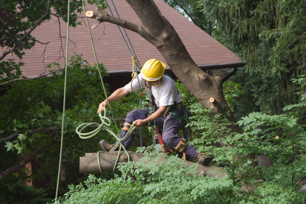 Best Tree Preservation Services  in Bargersville, IN