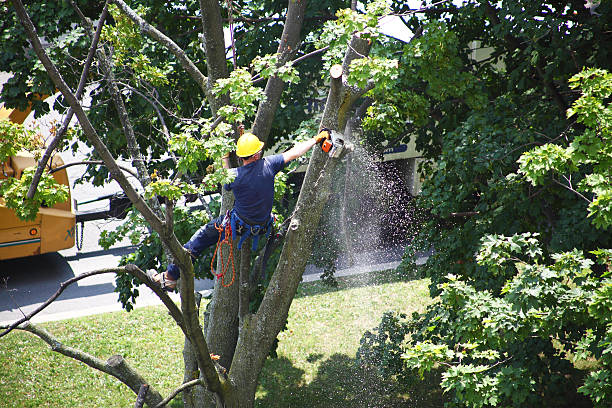 How Our Tree Care Process Works  in  Bargersville, IN