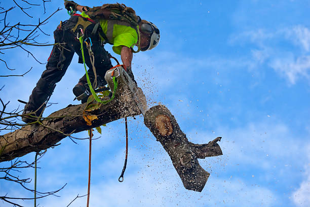 Best Pest Control for Lawns  in Bargersville, IN