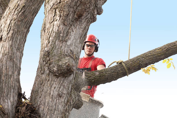  Bargersville, IN Tree Care Pros